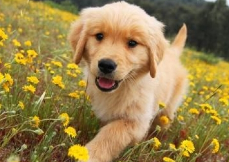我们要怎么控制好金毛犬的饭量？哪一些金毛不要控制量？