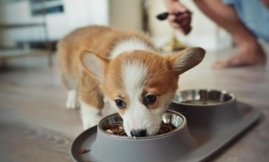 狗补钙一定要吃钙片吗？根据实际需求合理的为狗狗补钙