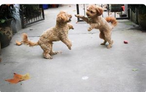 给泰迪犬断尾的五个“作用”（为什么要给泰迪犬断尾？）
