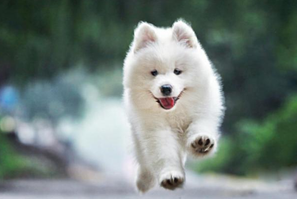 还不知道萨摩耶一天吃多少？成年的萨摩耶犬该如何饲养？