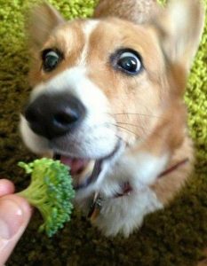 狗狗喜欢吃什么蔬菜？狗狗可以吃的这几种蔬菜