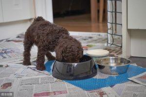 一只泰迪狗大概多少钱？泰迪犬的饲养方法