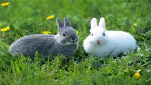 如何辨别兔子的雌雄?辨别兔子的雌雄方法