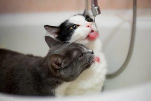 养猫知识：只喂猫粮会引发猫咪“尿闭”，散养的猫为什么不得尿闭？