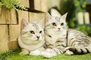养“英短猫”还是“美短猫”好？了解英短猫和美短猫