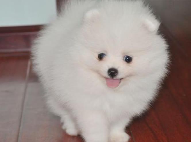有什么因素能让博美犬的价格发生变化呢？
