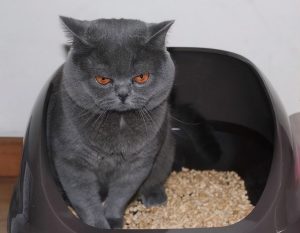 英短蓝猫的缺点有什么？