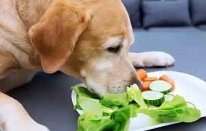 对狗狗五脏好的食物有哪些？