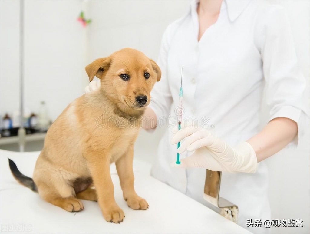 犬疫苗多长时间打一次？犬打疫苗的流程及注意事项