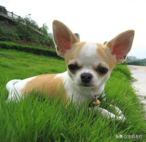 小鹿犬与吉娃娃有哪些差异？在外貌、性格上是有不少差异