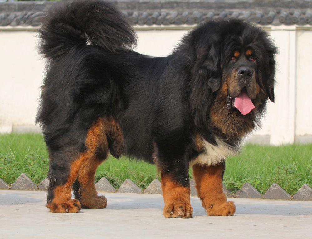 这12种著名的大型犬,知道5个以上,算你厉害有你想养的吗? 这12种著名的大型犬,知道5个以上,算你厉害有你想养的吗?