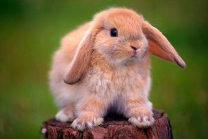 兔子一天没拉屎怎么办？