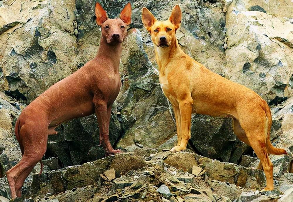 盘点全球最昂贵的16个犬种，你喜欢哪种呢？