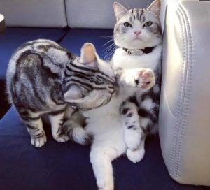 虎斑猫和美短的区别是什么？肉眼可见的区别差异