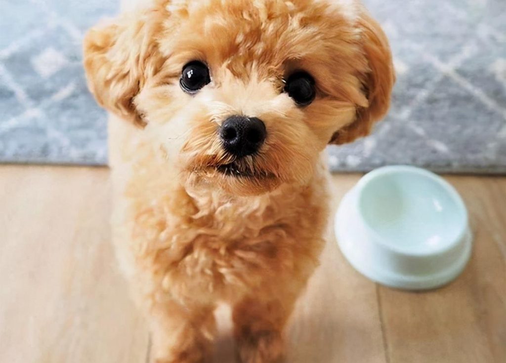 10种泰迪犬不能吃的食物你知道吗？（除葡萄）