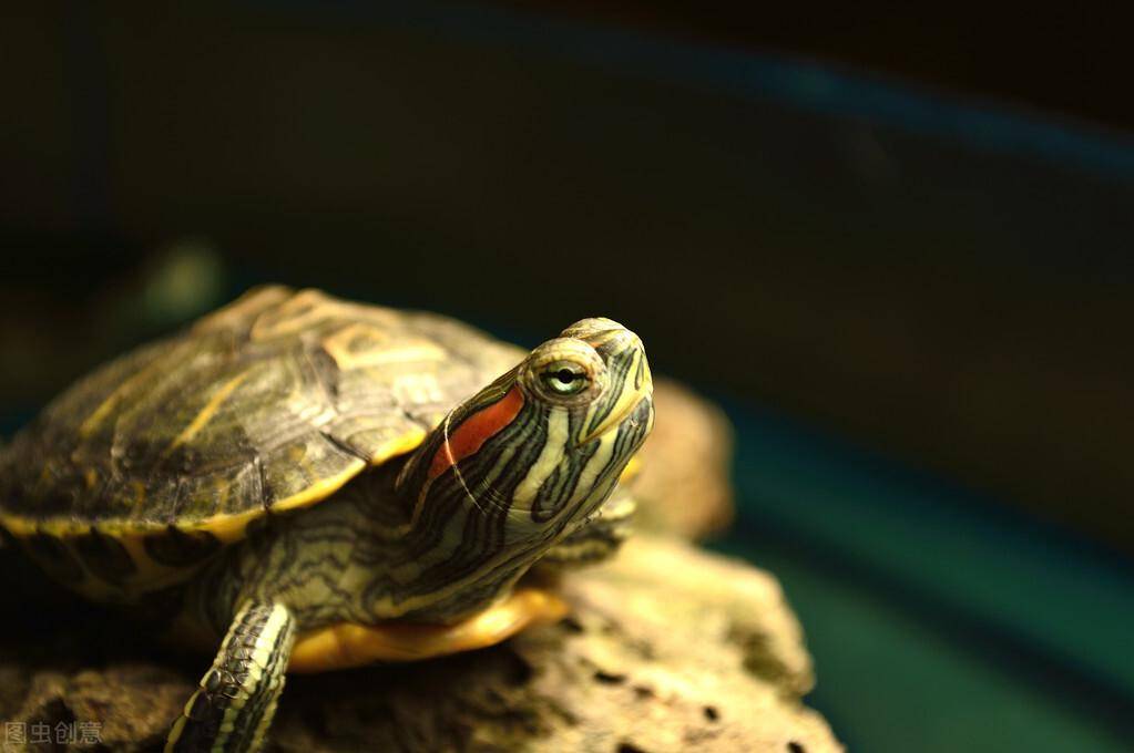 什么龟寿命最长？哈里特乌龟的寿命最长