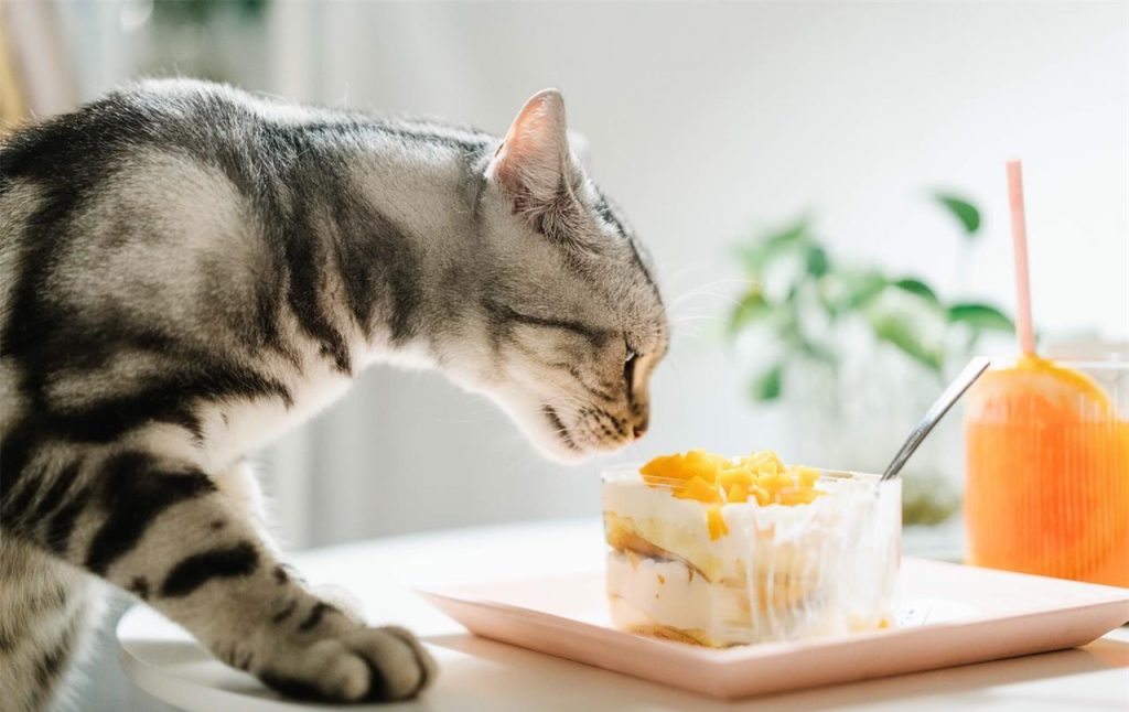 千万别给猫咪吃这几种食物，轻则生病，重则丧命