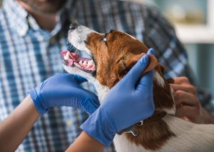 犬窝咳具有传染性，关于犬窝咳的七个知识点