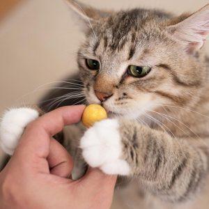 猫咪喜欢吃什么食物你知道吗？