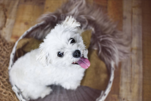 比熊犬好养吗？比熊犬的优点多吗？