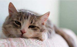 养猫小知识：猫咪发抖是怎么了？这些原因会导致猫咪“发抖”