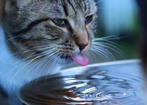 猫咪能不能喝自来水？不建议让猫喝自来水