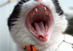 小猫掉牙了，帮猫咪度过换牙的阶段（猫咪换牙注意这8点）