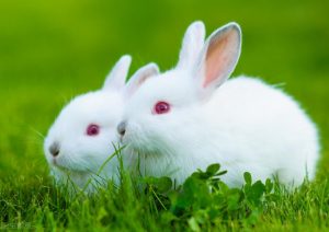 幼兔为什么不能吃新鲜蔬菜？兔子能吃的蔬菜有哪些