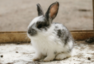 怎么知道兔子是否患有球虫病？如何帮助兔子去除球虫经验分享