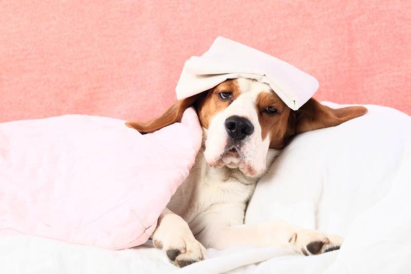 狗狗低温需特别注意，必须关注哪几个体温呢？
