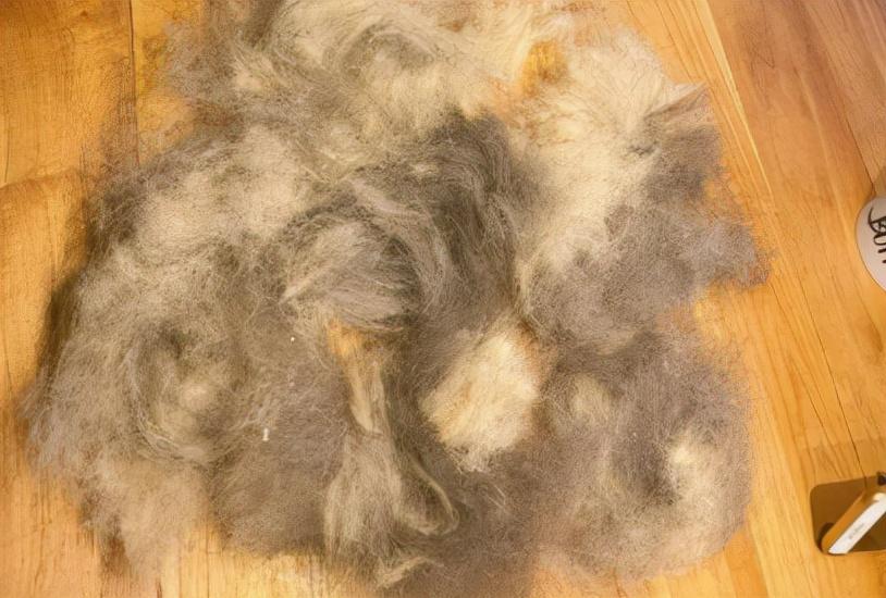 德国牧羊犬掉毛严重吗？德牧犬掉毛的原因有什么？
