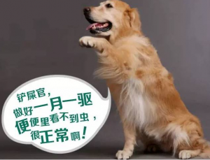 养一只金毛犬，一个月要花多少钱？买金毛贵吗？