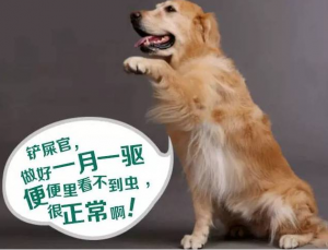 养一只金毛犬  一个月要花多少钱呢？