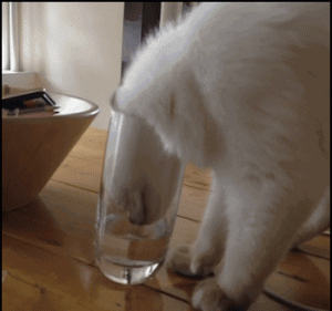 猫咪每天到底要喝多少水？建议饮水量约60ml 左右