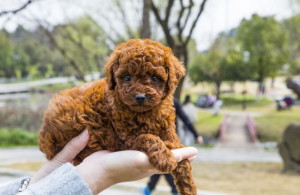 4招教你如何“正确”饲养泰迪犬（正确饲养泰迪犬的方法）