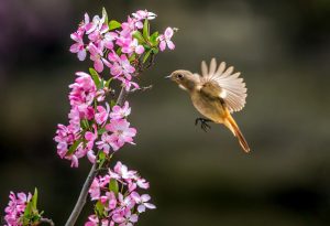 鸟叫声：是春的希望，是新的一天