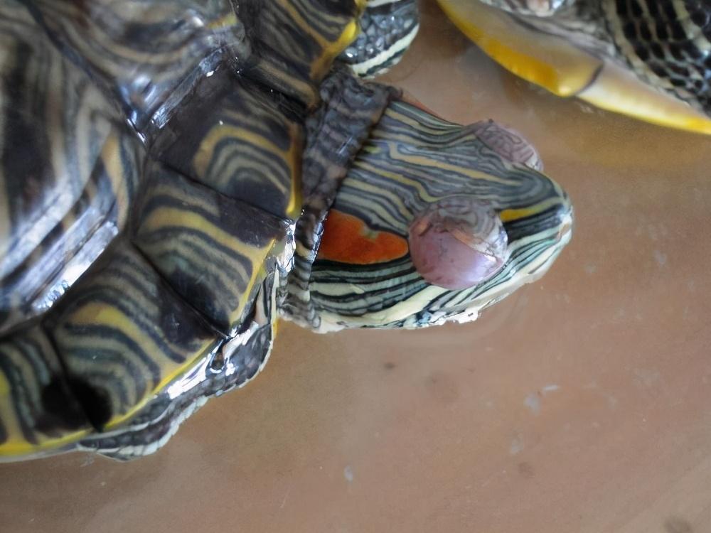 乌龟不吃食物有这5种原因,逐一分析原因后,才能更好地解决问题(乌龟不吃食了是怎么回事儿) 乌龟不吃食物有这5种原因,逐一分析原因后,才能更好地解决问题(乌龟不吃食了是怎么回事儿)