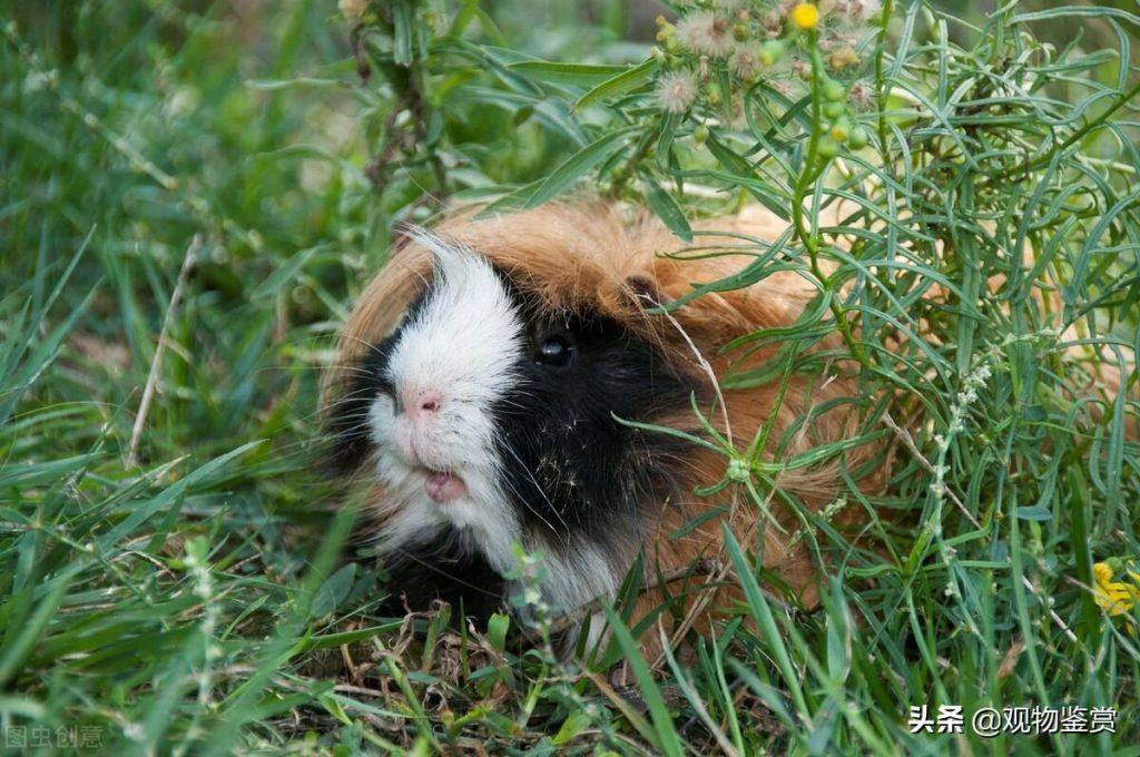 荷兰猪是最受欢迎的宠物鼠类之一，荷兰猪该怎么养？