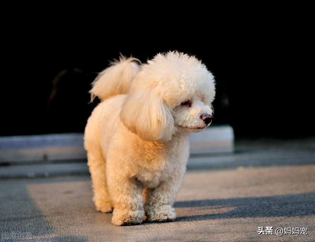 你家泰迪犬是什么颜色？你知道泰迪一共有几个颜色吗？