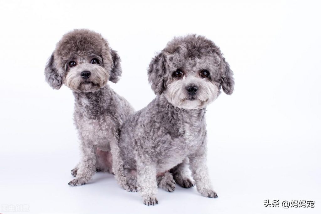 你家泰迪犬是什么颜色？你知道泰迪一共有几个颜色吗？