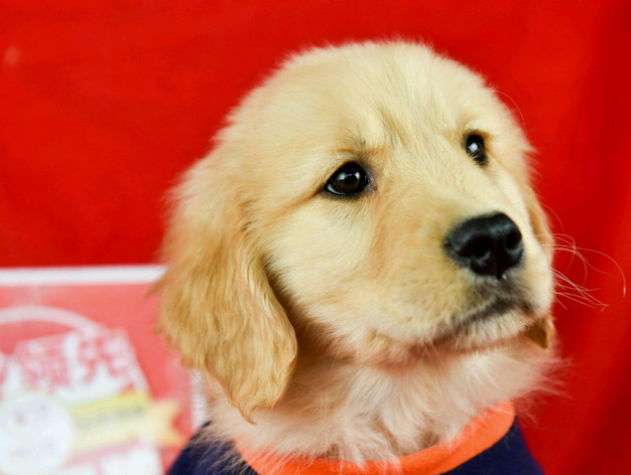 我们要怎么控制好金毛犬的饭量？哪一些金毛不要控制量？