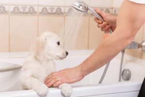 狗狗怀孕后能洗澡吗？怀孕了的母狗可以洗澡吗？