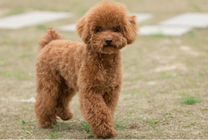 给泰迪犬断尾的五个“作用”（为什么要给泰迪犬断尾？）
