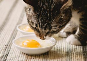 猫咪可不可以吃生鸡蛋？能吃鸡蛋白吗？