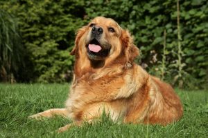 狗狗尿路感染有点流脓怎么办？狗狗尿路感染该怎么护理？