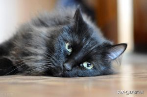 纯黑的猫是什么品种？纯黑猫的特点是什么？