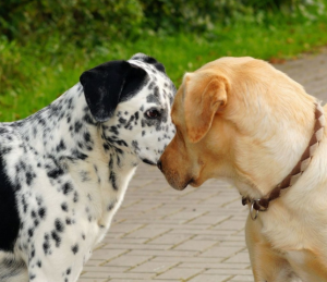 公狗和母狗之间是如何配种的？为什么会连在一起？公狗和母狗交配的方式