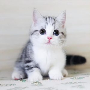 美短猫不可爱？（精致超美的银虎斑加白）