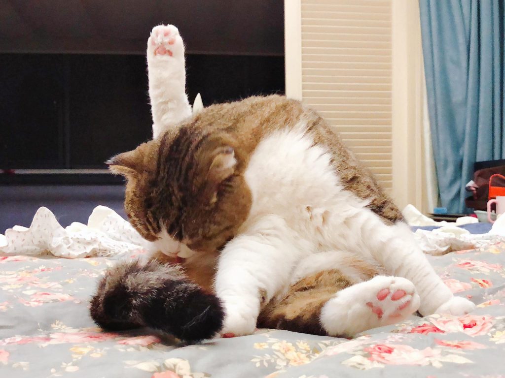 猫咪总是舔菊花是什么原因?宠主要重视起来,不然会让你崩溃的 猫咪总是舔菊花是什么原因?宠主要重视起来,不然会让你崩溃的