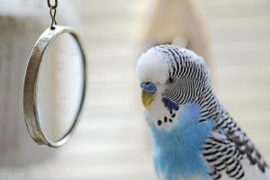 如何判断鹦鹉的性别？怎么看鹦鹉是公的还是母的？